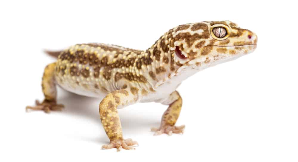 Leopard Gecko against a white background