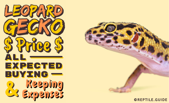 Leopard Gecko Price Explained: Here’s What You Can Expect to Pay!