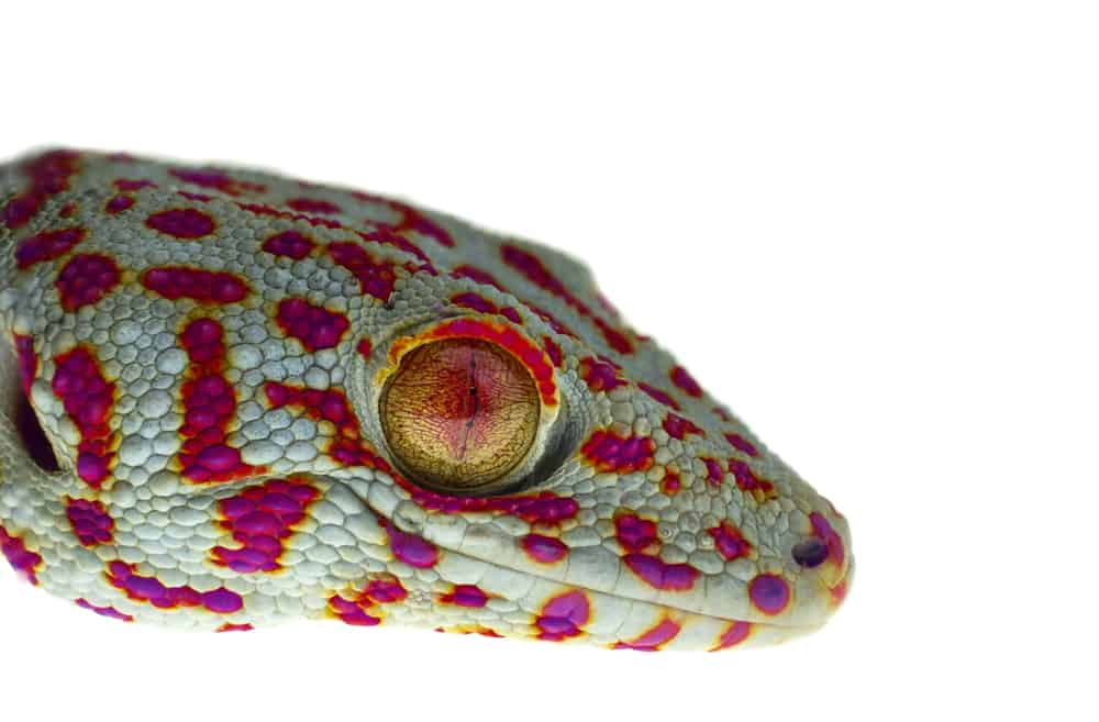 Leopard Gecko morph against a white background