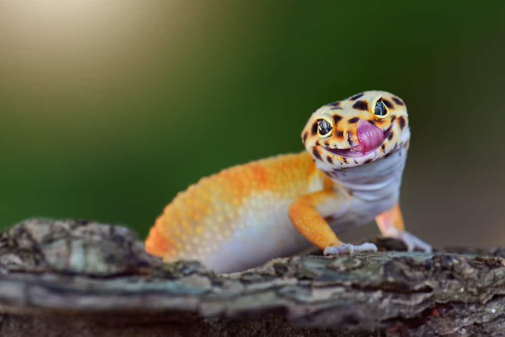 Leopard Gecko licking its nose