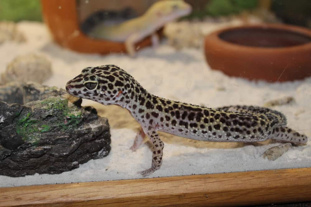 Leopard Gecko inside a tank with sand as a substrate