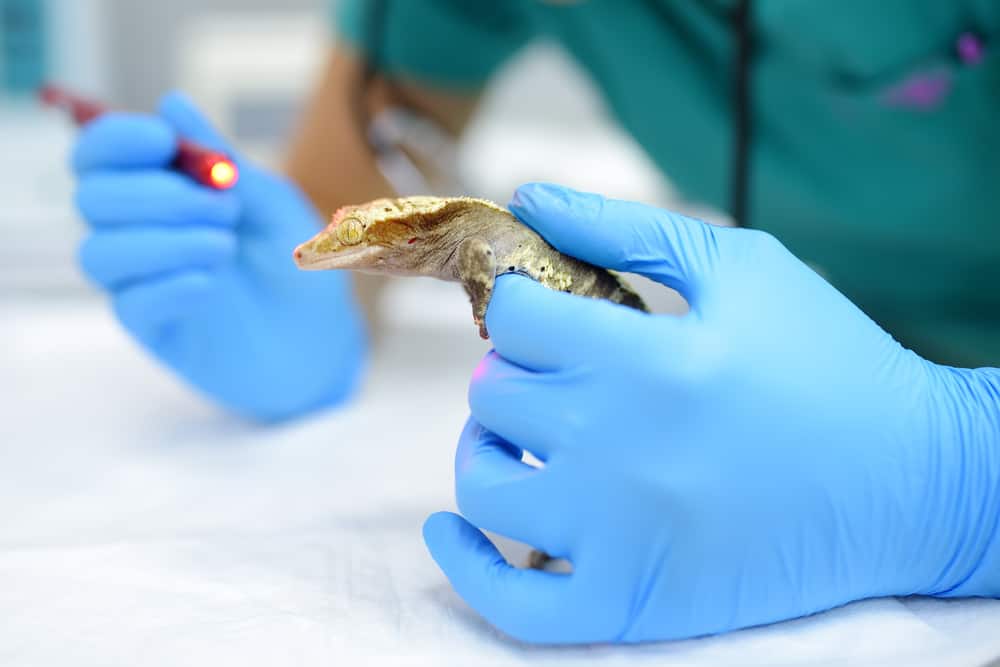 Leopard Gecko being examined by a vet