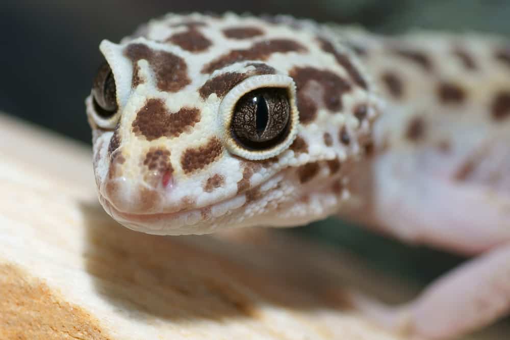 Leopard Gecko resting on a piece of wood closeup