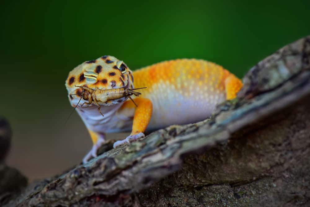 Leopard Gecko eating an insect