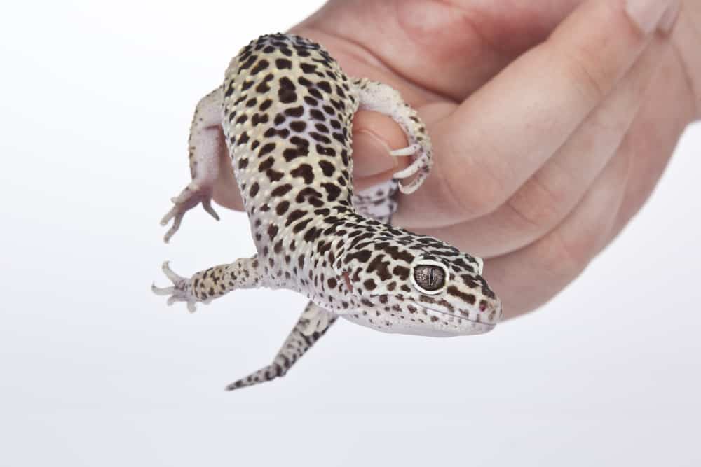 Leopard Gecko on hand