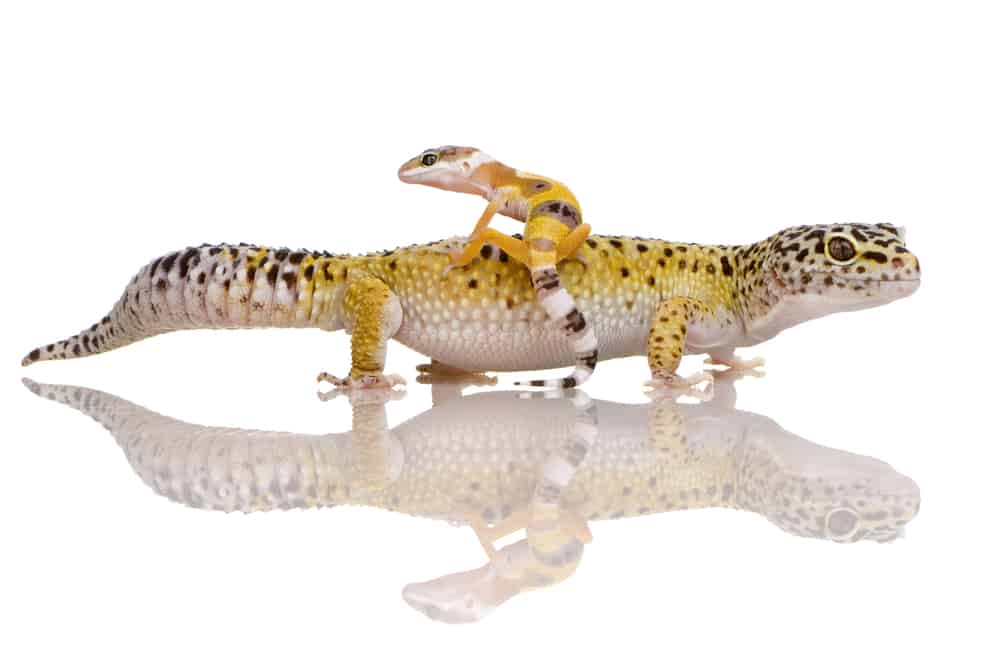Small Leopard Gecko on top of Leopard Gecko
