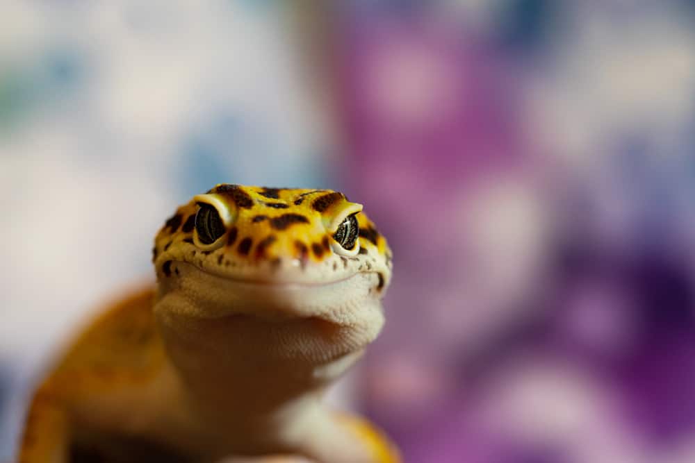 Happy Leopard gecko