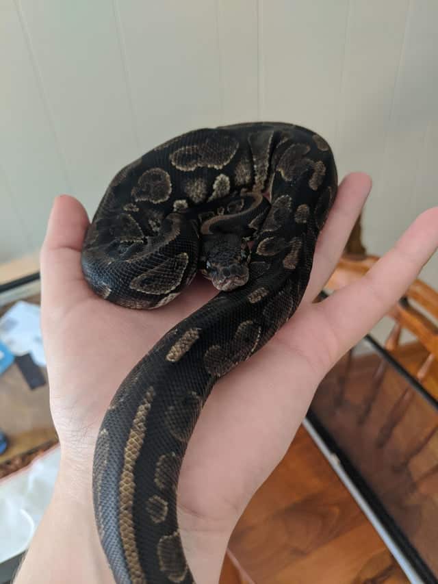 Mahogany Black Pastel Ball Python in a person's hand