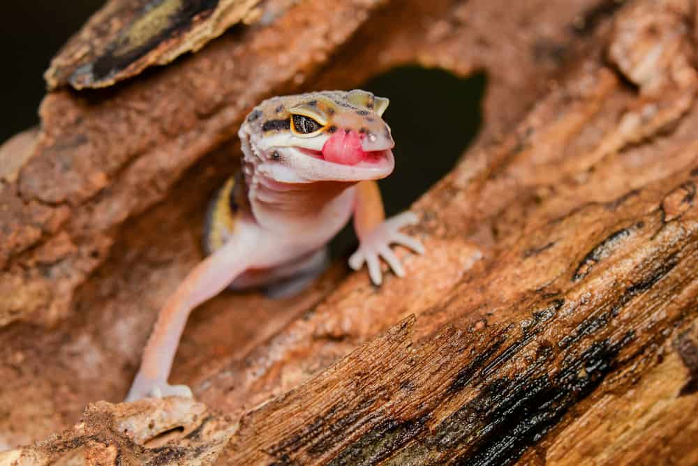 Leopard gecko emerging from a hide
