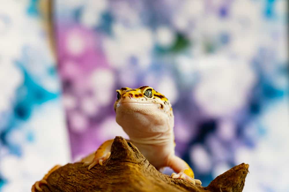 male leopard gecko sitting atop a hide