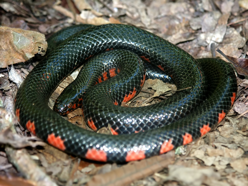 Mud snake coiled on top of dead leaves
