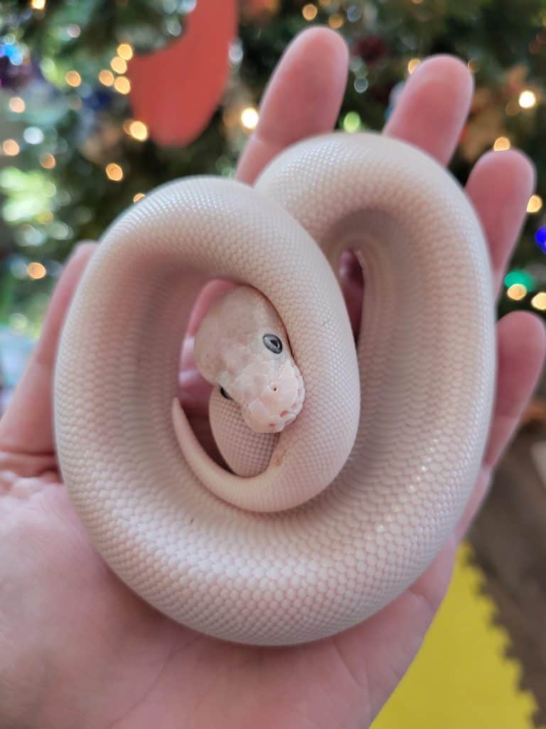 Mystic Potion ball python in a person's palm