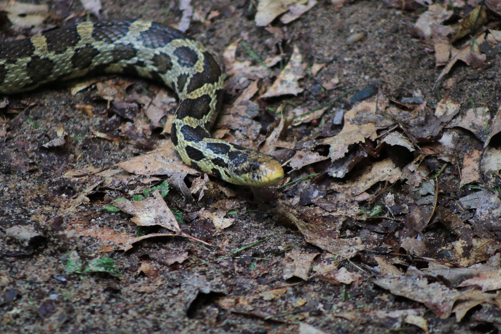 Eastern fox snake on top of dirt and dead leaves