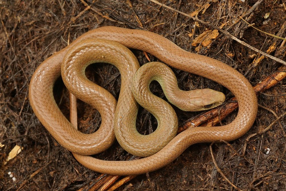 North American racer snake on top of soil