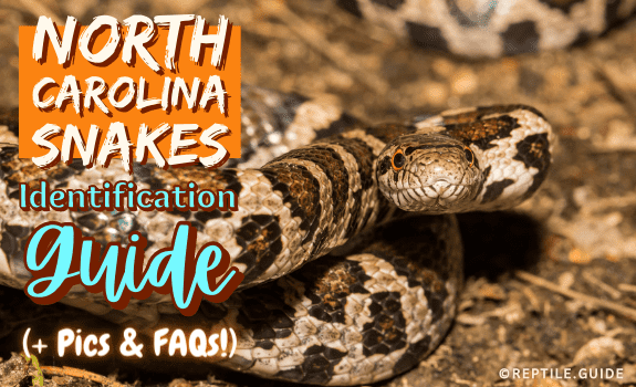 North Carolina snakes identification guide