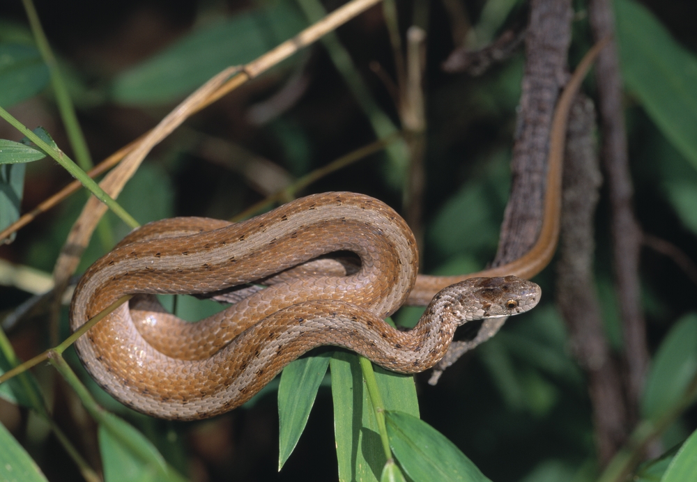 Northern Brown Snake coiled on a branch