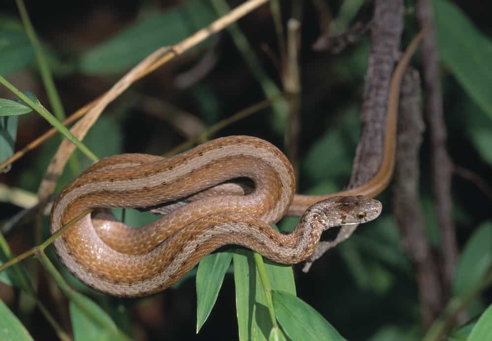 Northern Brown Snake coiled and hanging on top of a tree