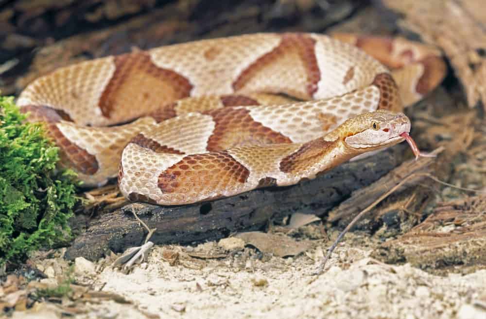 Northern Copperhead Snake on soil