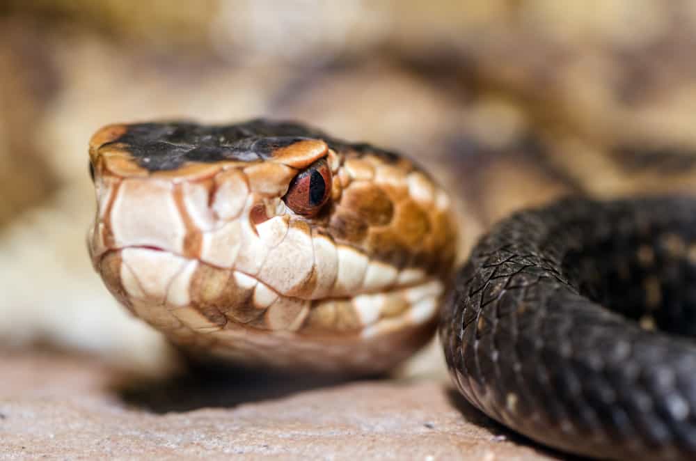Northern Cottonmouth close up with its eyes staring at you