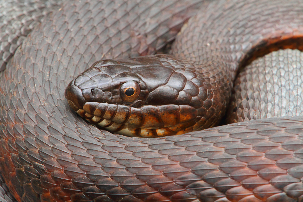 Northern Water Snake close up view while coiled up