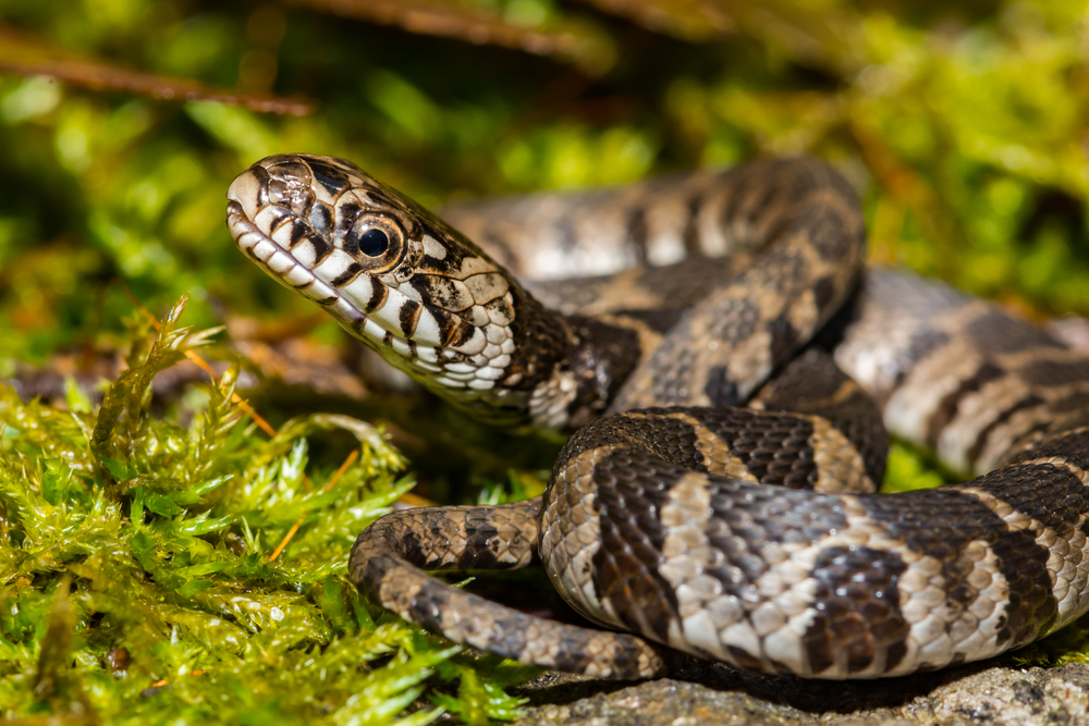 Northern Water Snake coiled on top of leaves