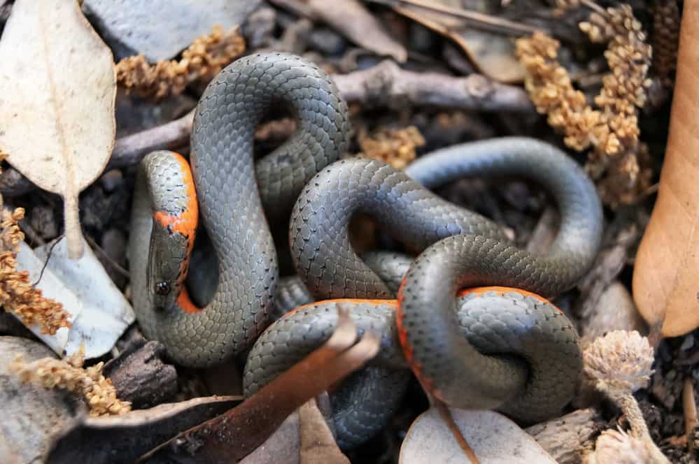 ringneck snake coild on top of dead leaves, rocks and twigs
