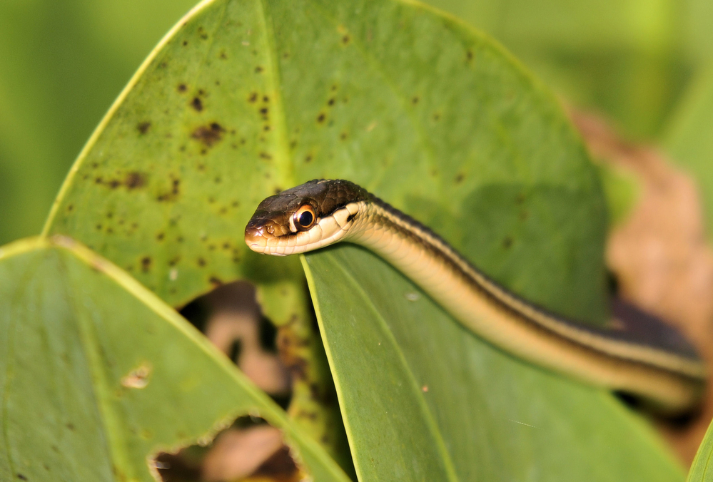 Ribbon snakes close up on top of leaves