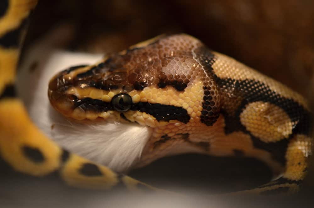 Ball python eating a mouse
