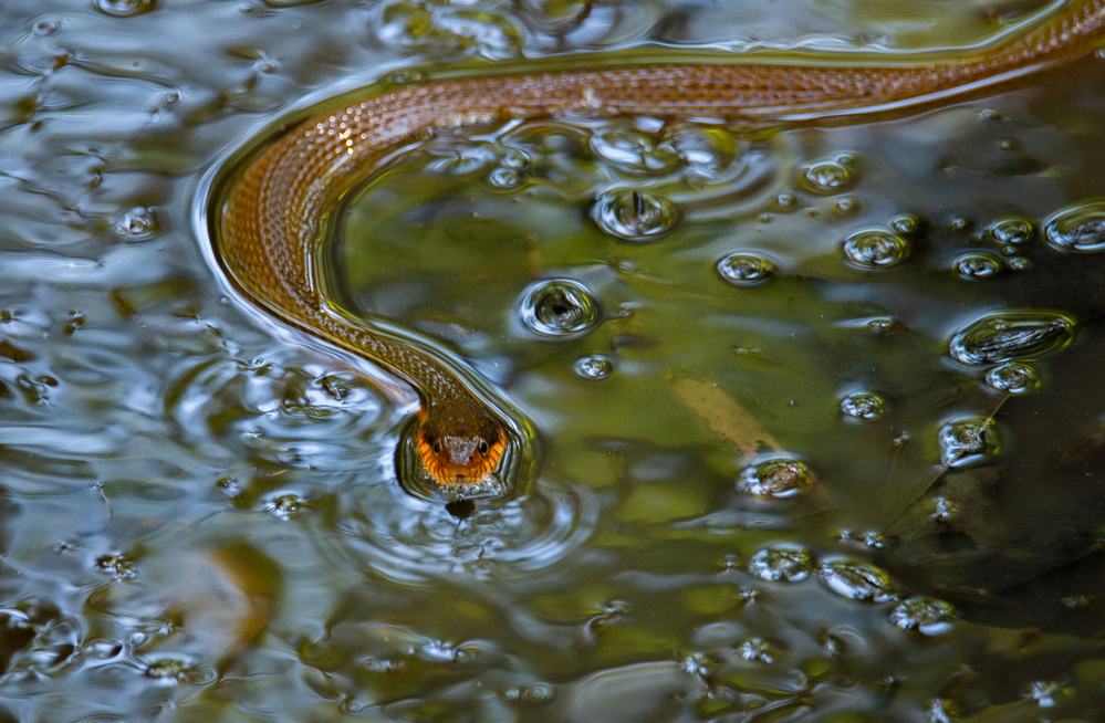 Copperbelly water snake swimming 