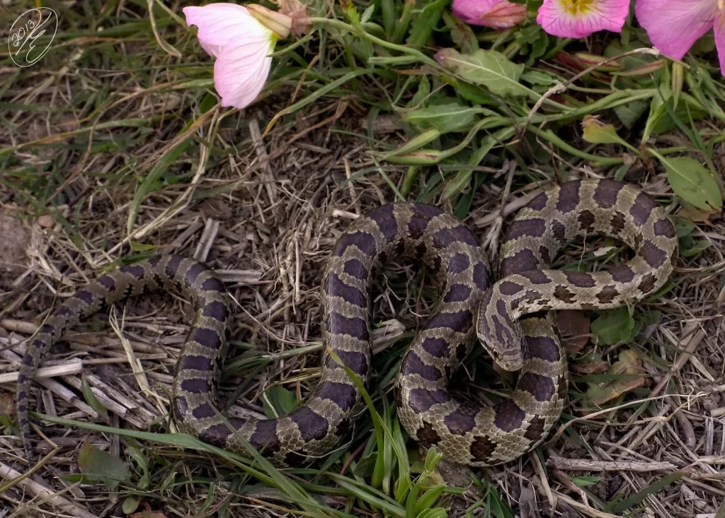 Prairie Kingsnake on top of dead leaves and flowers on the side