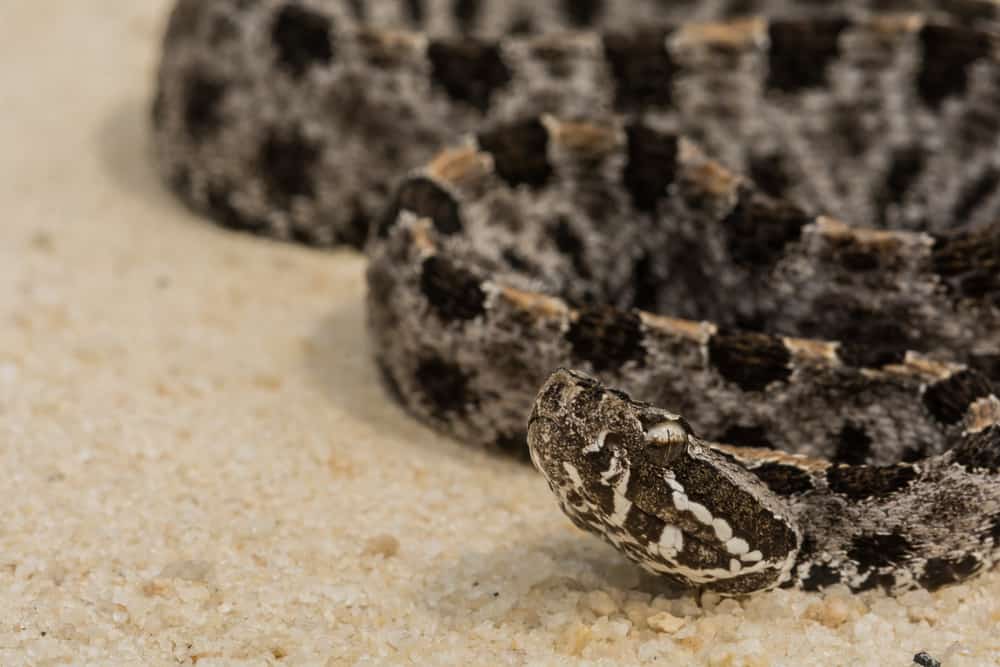 Pygmy Rattlesnake looking up on top of sand