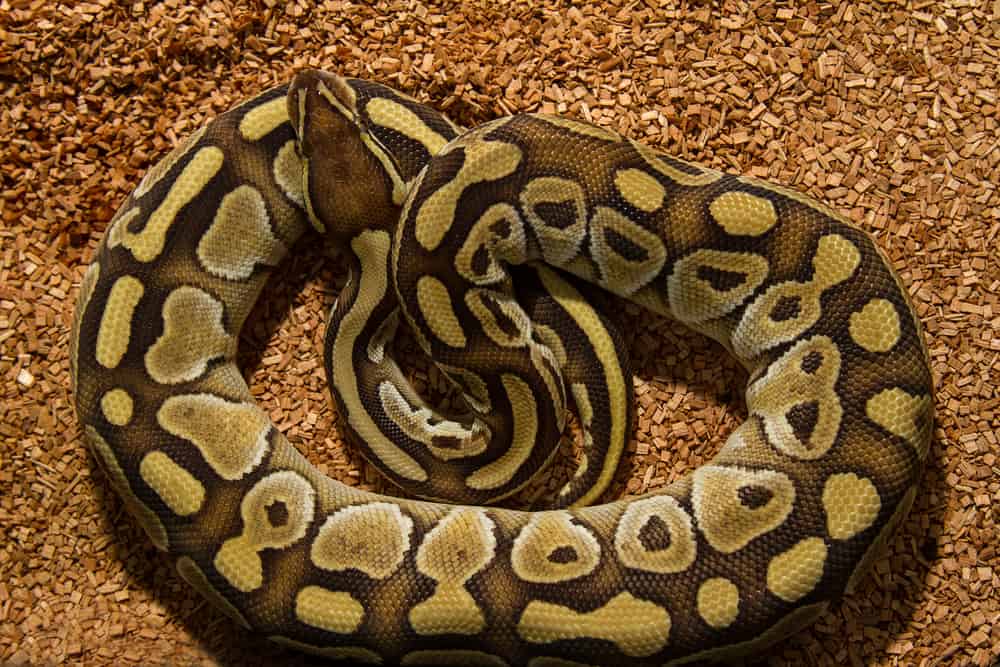 Overhead shot of a ball python snake