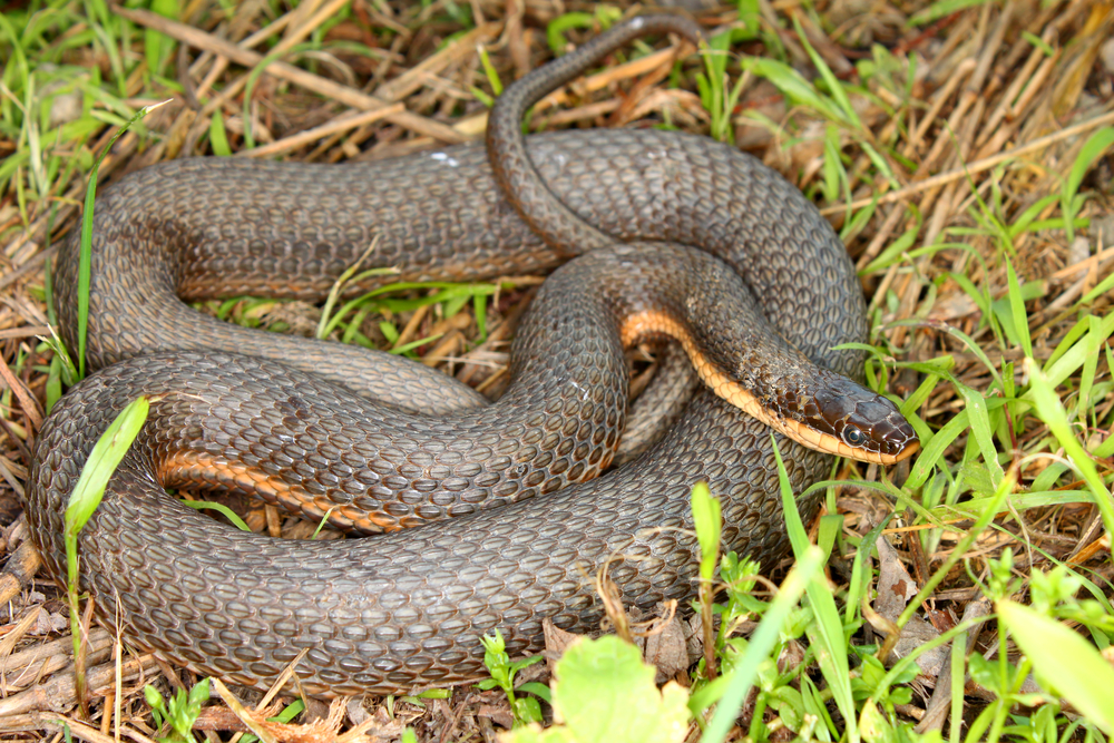 Queen Snake coiled on top of dead grass