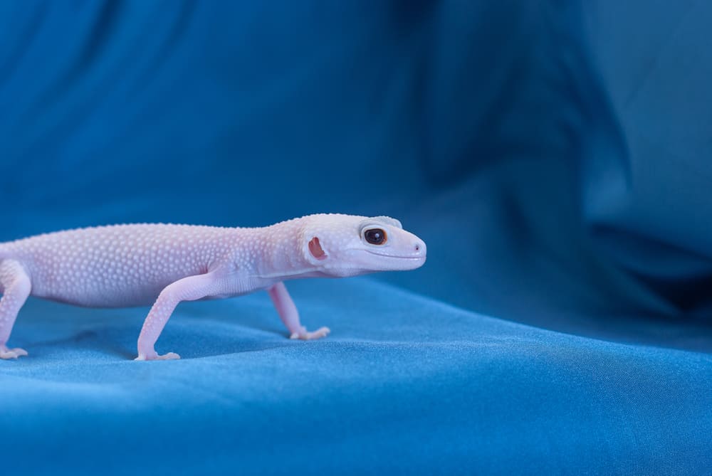 Rainwater Albino Leopard Gecko against a blue background