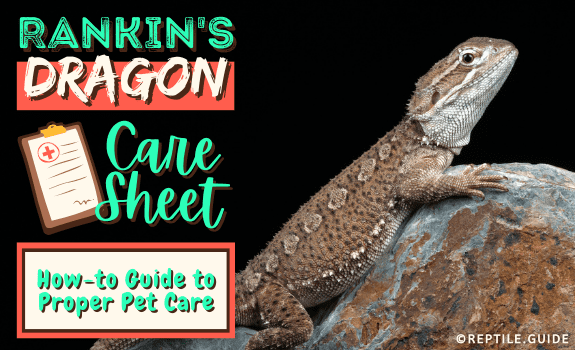 Rankin's Dragon Care Sheet How-to Guide to Proper Pet Care