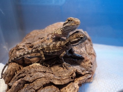 Rankin's dragons perched together on a hide