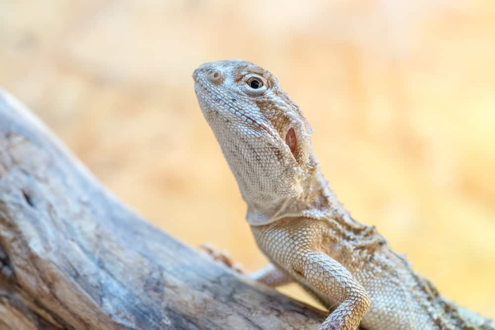 Rankin's dragon resting on a log