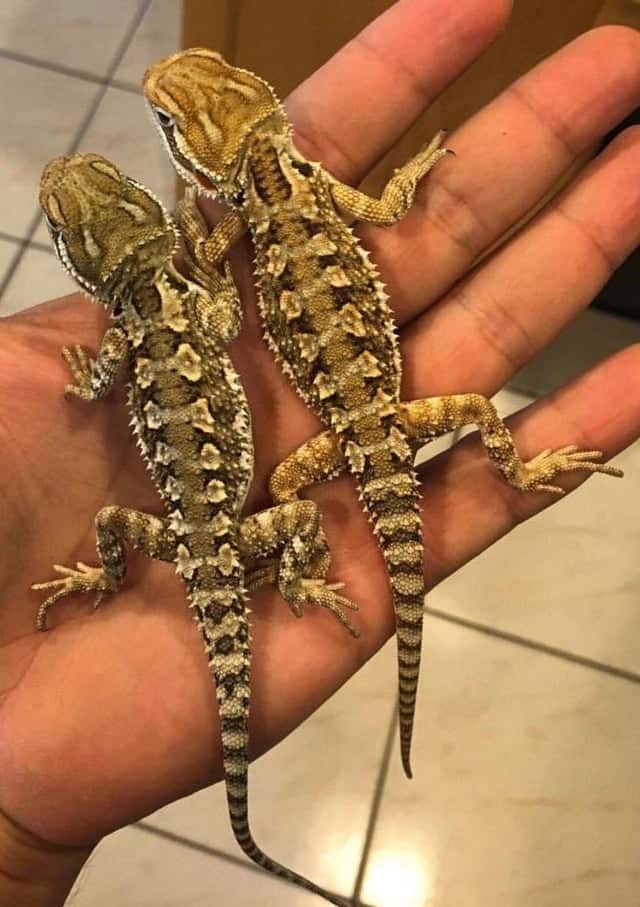 Rankin's dragons sitting in their owner's palm