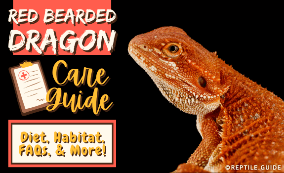 Red Bearded Dragon Care Guide Diet, Habitat, FAQs, & More! (1)
