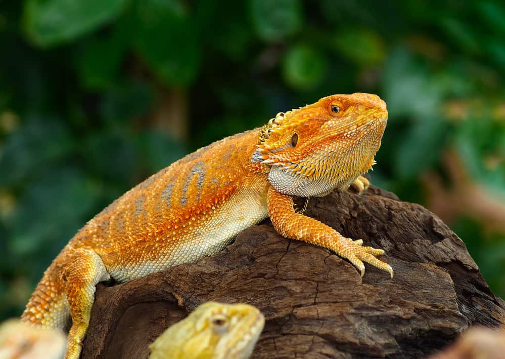 Red Bearded Dragon perched on a trunk