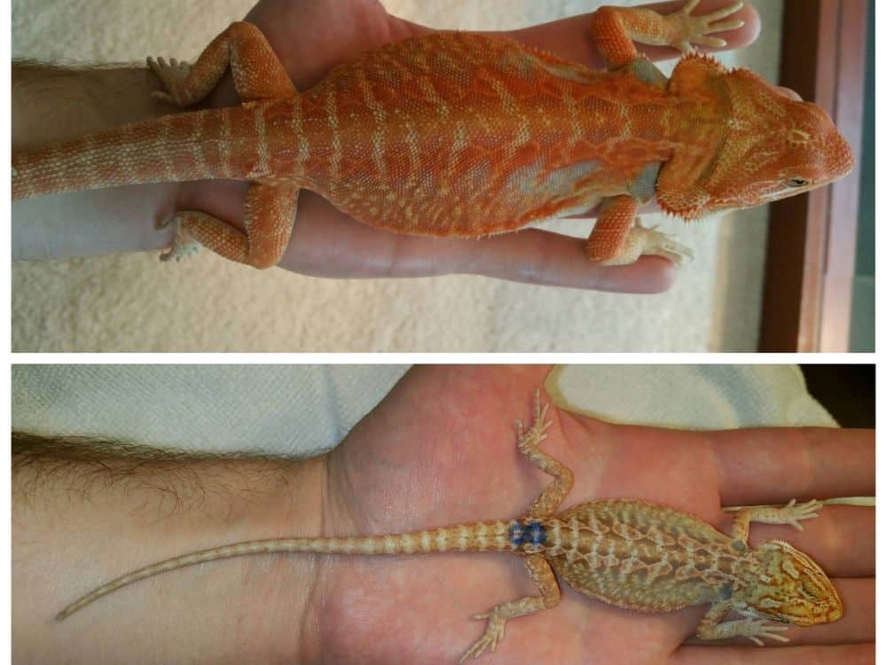 Red German giant bearded dragon, or an albino