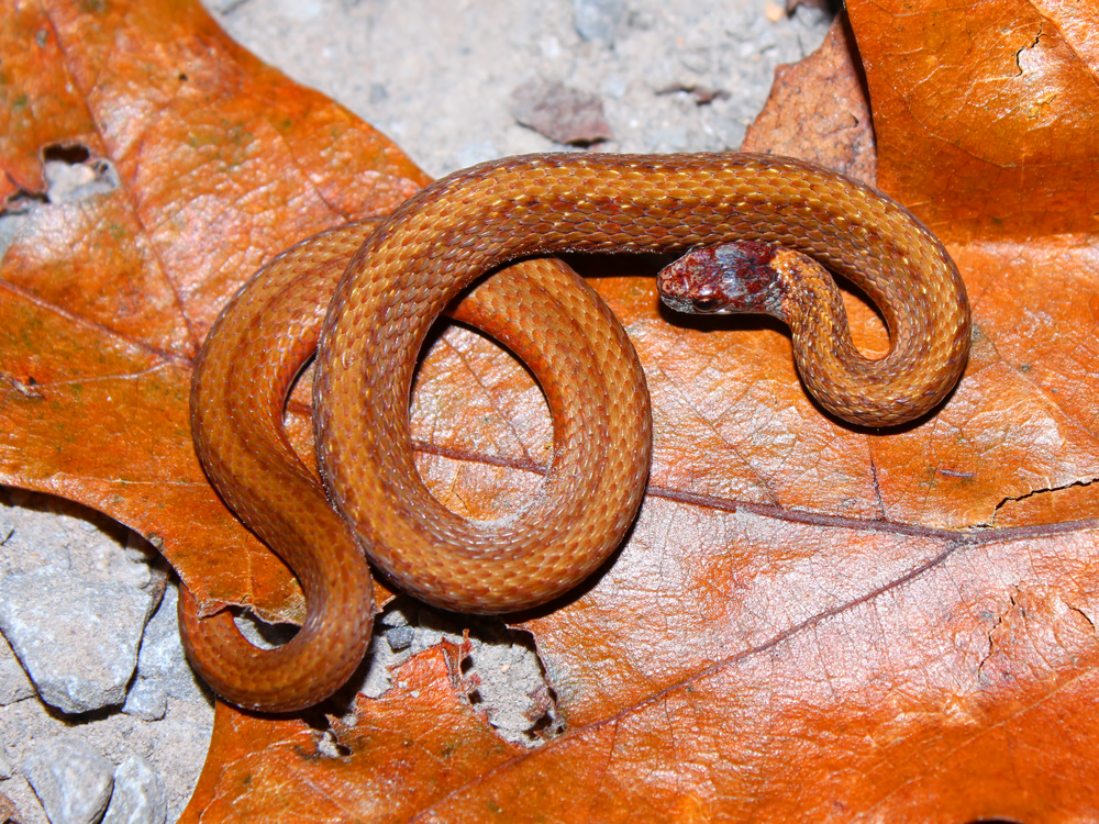 Redbelly Snake on top of a dead leaf