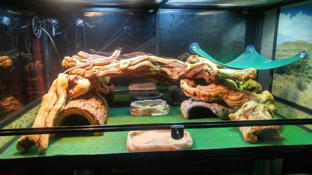 Outside view of a reptile tank with green reptile carpet