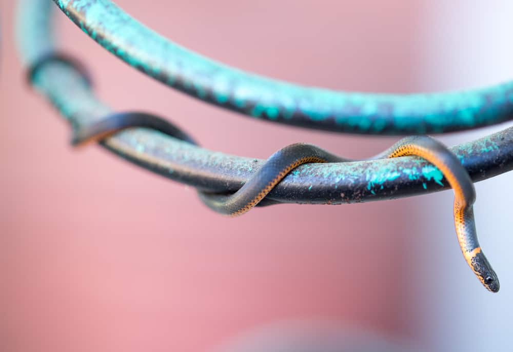 Colorful ring-necked snake curled around a wire