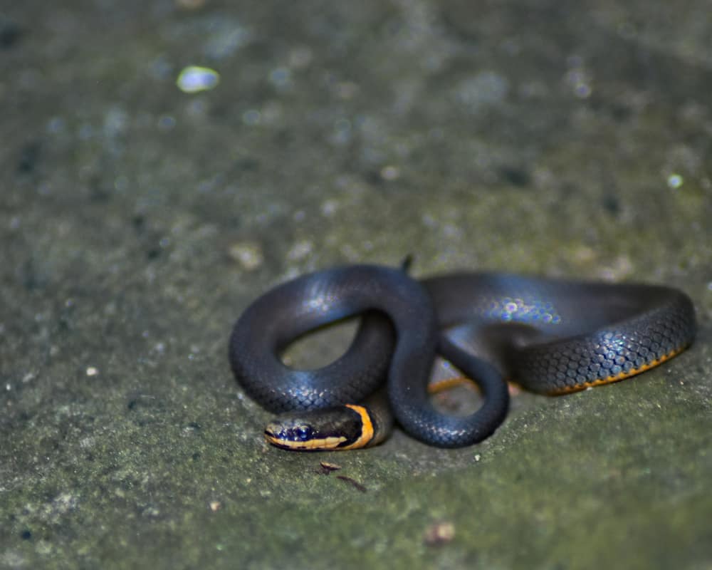  Ringneck Snake on ground