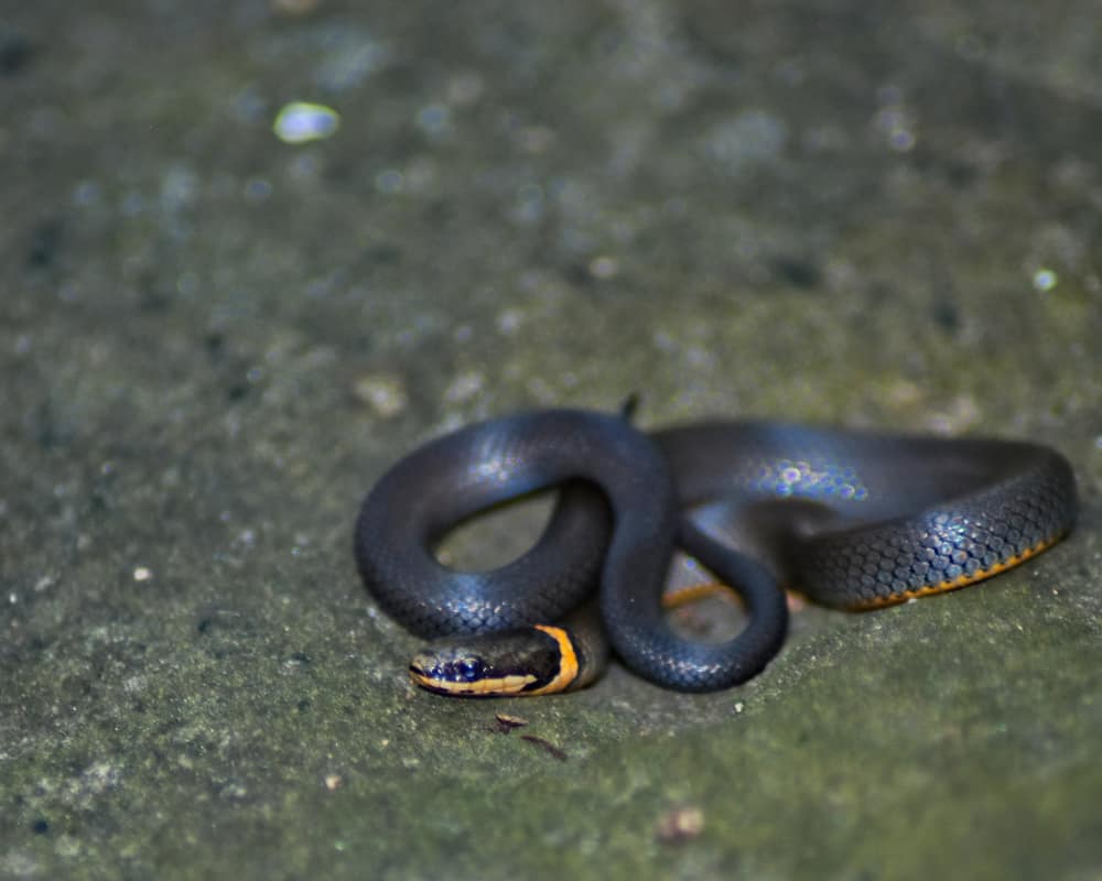 Red-bellied Snake – PA HERP IDENTIFICATION