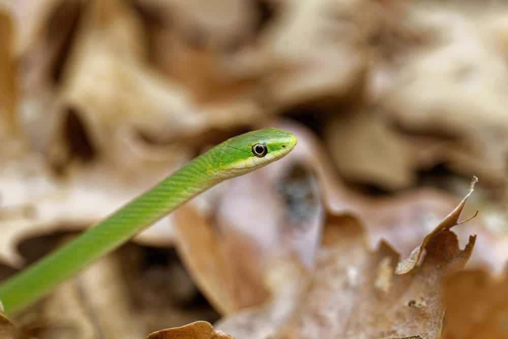 Rough Greensnake close up on top of dead leaves