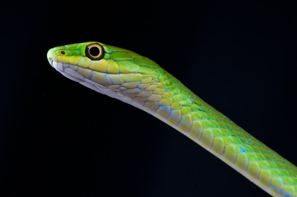Rough green snake against a black background