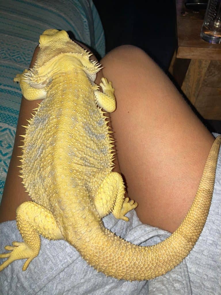 bearded dragon resting on its owner's thighs