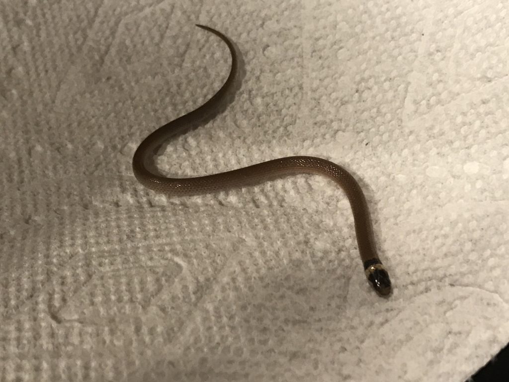 Southeastern crowned snake on top of a tissue paper